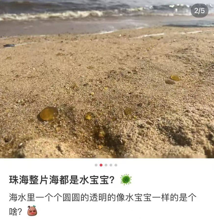 海边密集出现“爆爆珠”？广州、深圳等多地发布提醒