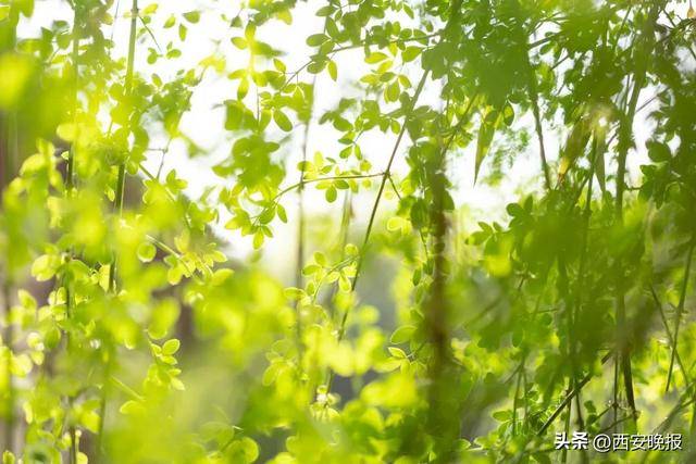 25℃+！西安“火箭式”升温！但需警惕→