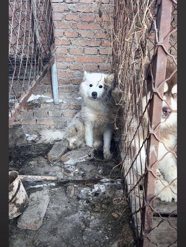 千万粉丝训犬师网红潘宏账号内容被一夜清空，园区所在地官方：正调查