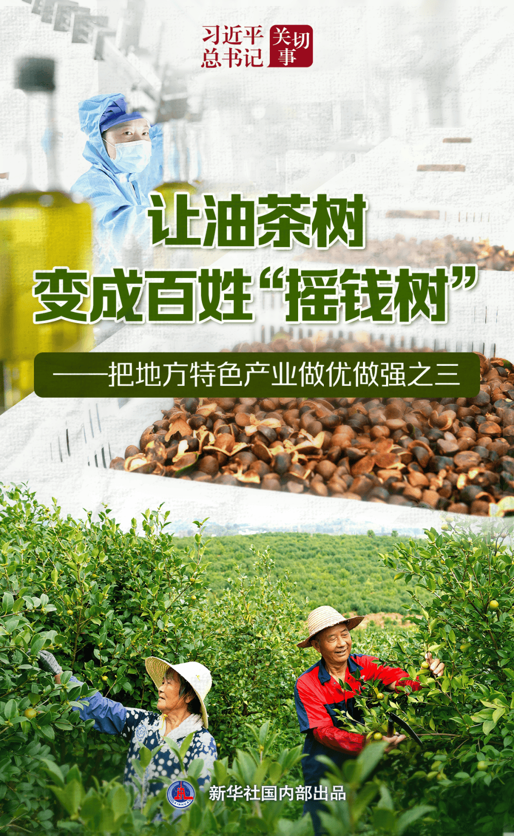 习近平总书记关切事｜让油茶树变成百姓“摇钱树”——把地方特色产业做优做强之三
