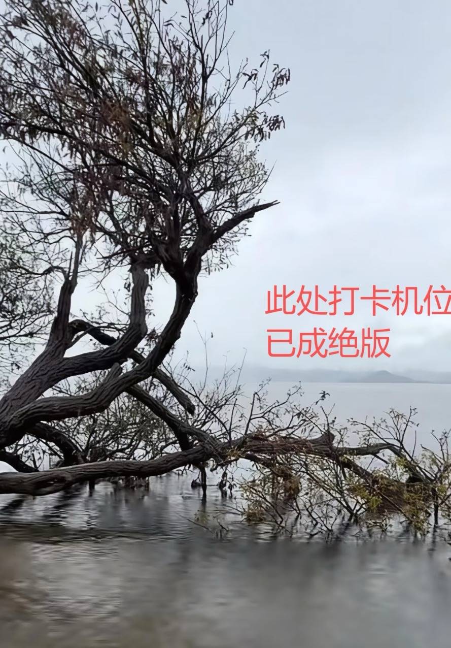 大理洱海网红“歪脖子树”疑被人砍断，当地最新回应：现场调查无线索，警方介入调查