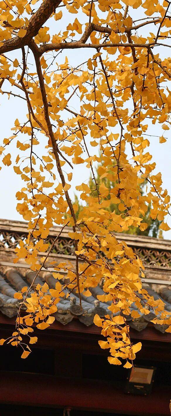 又是一年重阳日，情暖金秋映晚晴