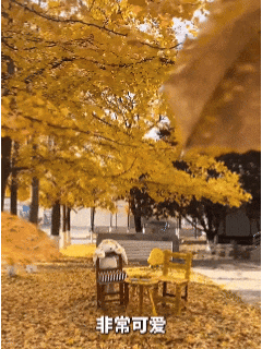 全网刷屏!“银杏伞”突然火了!网友:不建议推广,因为我没有