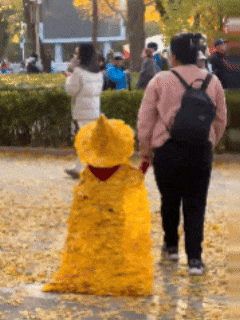 全网刷屏!“银杏伞”突然火了!网友:不建议推广,因为我没有