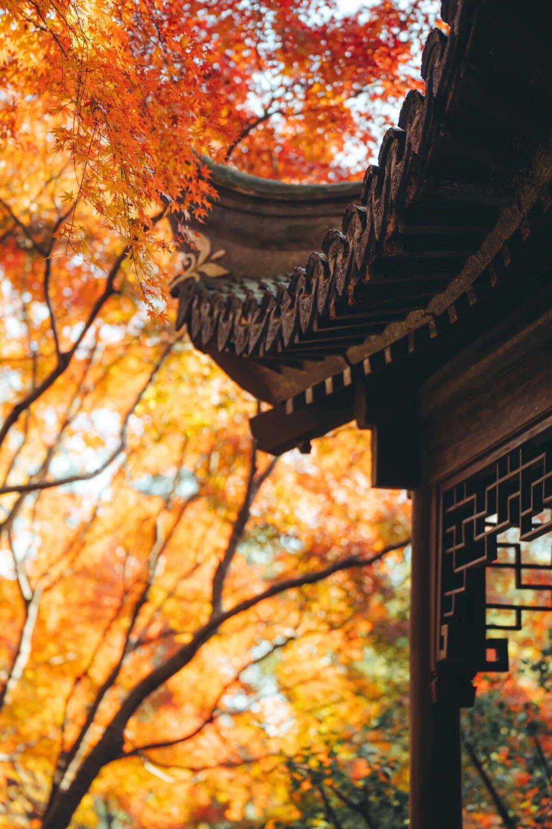 全网刷屏!“银杏伞”突然火了!网友:不建议推广,因为我没有