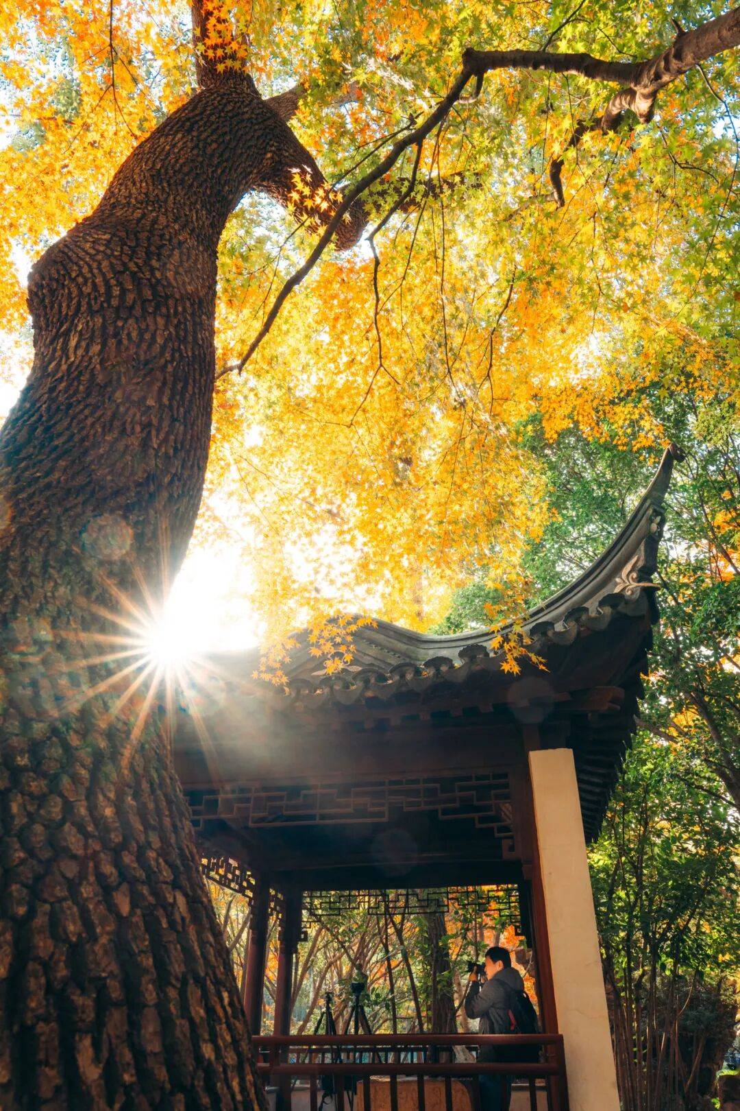 全网刷屏!“银杏伞”突然火了!网友:不建议推广,因为我没有