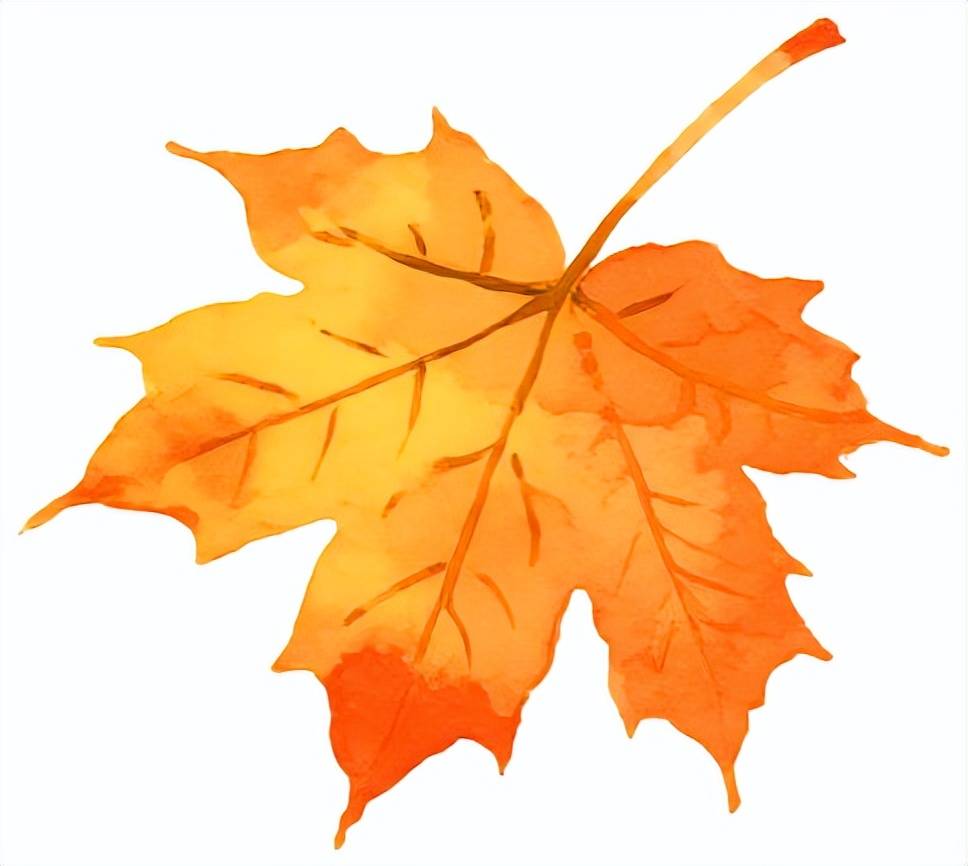 全网刷屏!“银杏伞”突然火了!网友:不建议推广,因为我没有