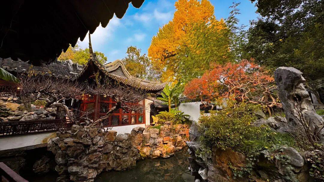 全网刷屏!“银杏伞”突然火了!网友:不建议推广,因为我没有