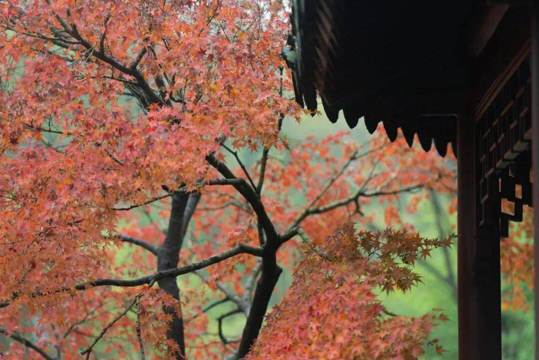 全网刷屏!“银杏伞”突然火了!网友:不建议推广,因为我没有