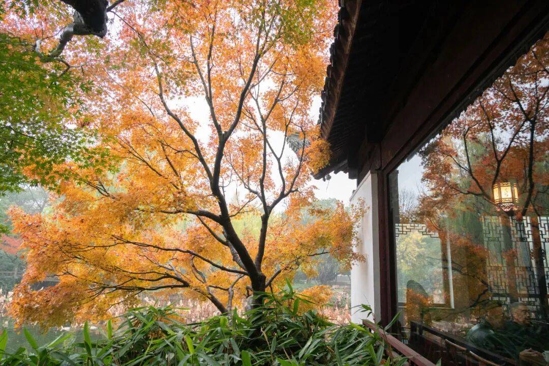 全网刷屏!“银杏伞”突然火了!网友:不建议推广,因为我没有