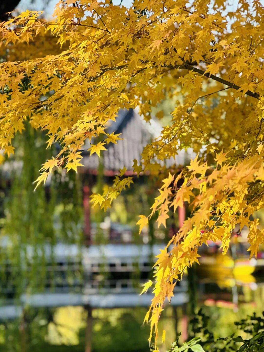 全网刷屏!“银杏伞”突然火了!网友:不建议推广,因为我没有