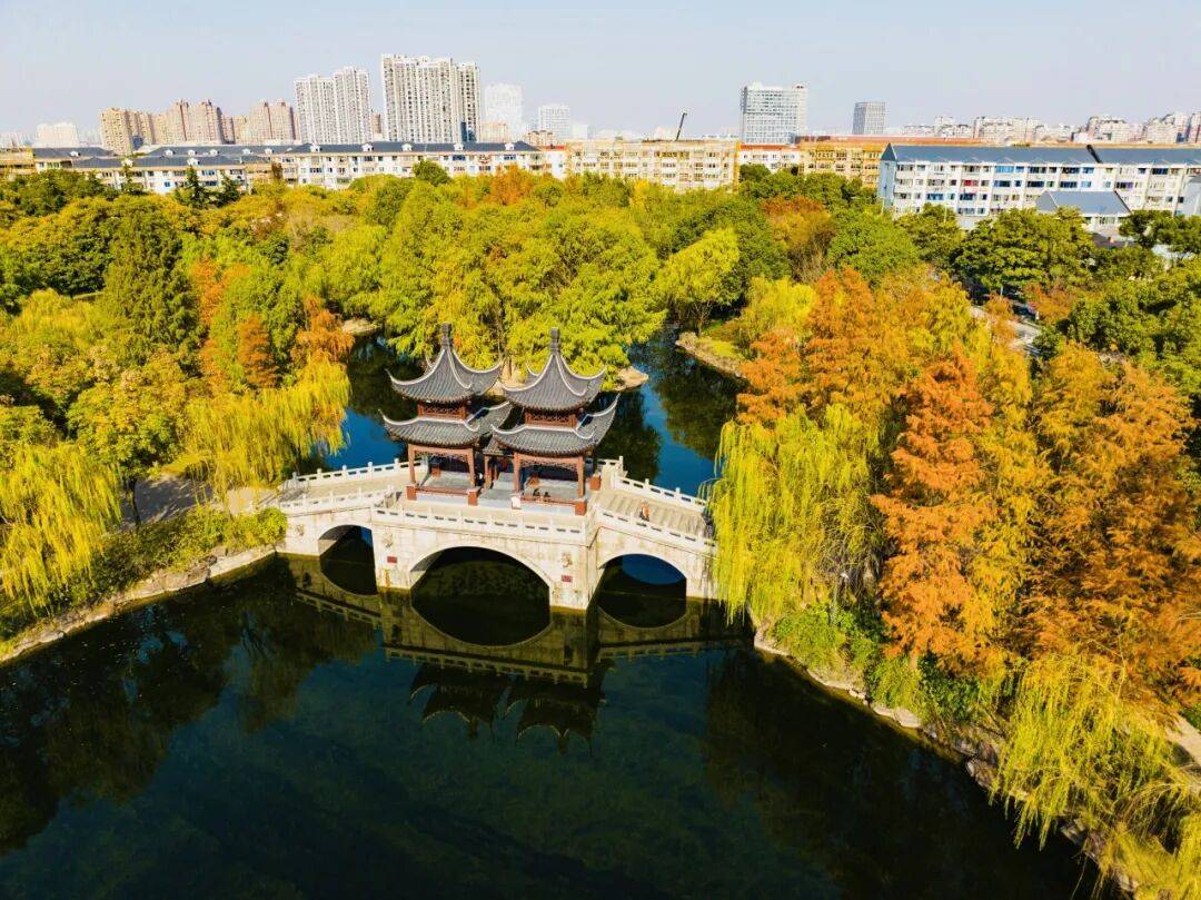 全网刷屏!“银杏伞”突然火了!网友:不建议推广,因为我没有