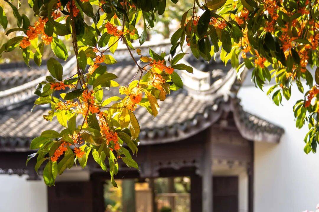 全网刷屏!“银杏伞”突然火了!网友:不建议推广,因为我没有