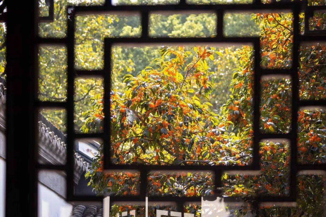 全网刷屏!“银杏伞”突然火了!网友:不建议推广,因为我没有