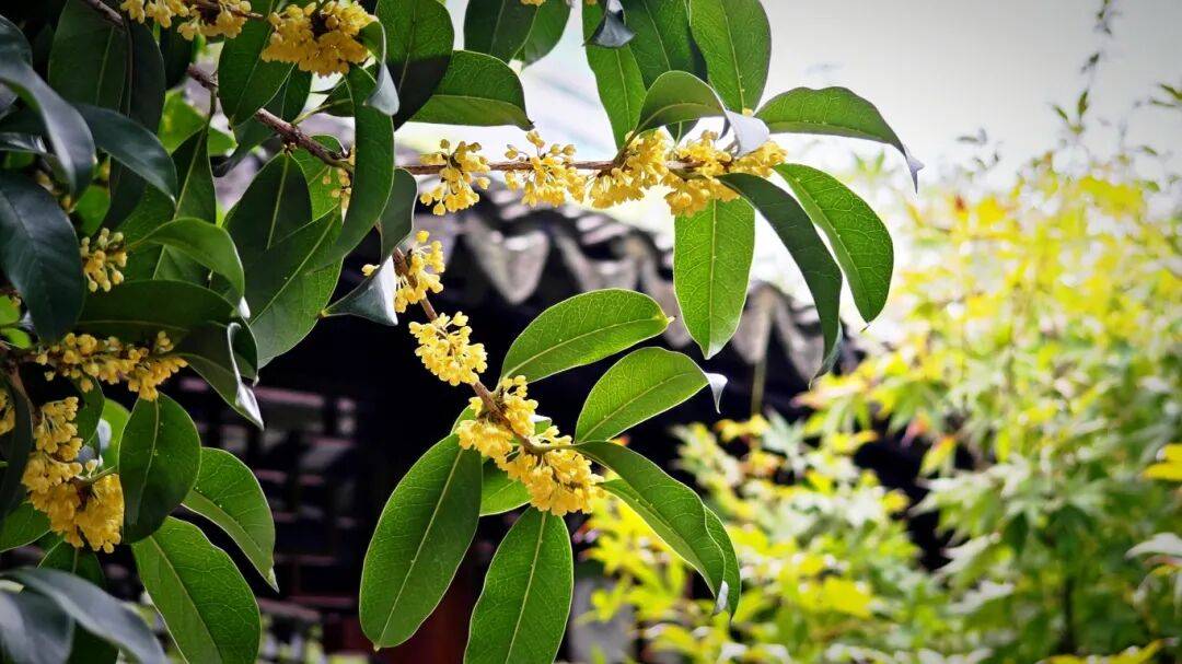 全网刷屏!“银杏伞”突然火了!网友:不建议推广,因为我没有