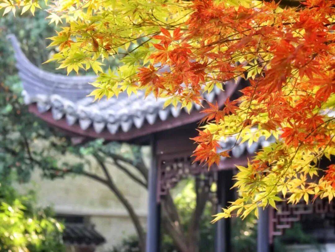 全网刷屏!“银杏伞”突然火了!网友:不建议推广,因为我没有