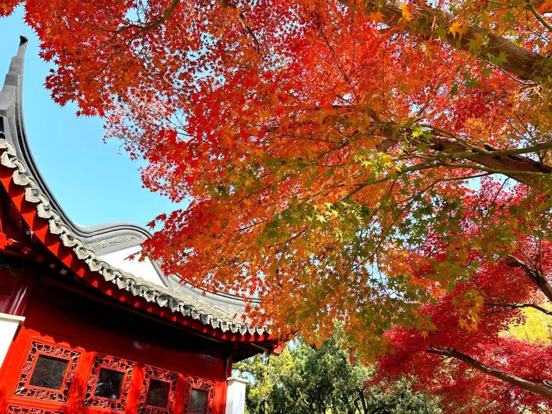 全网刷屏!“银杏伞”突然火了!网友:不建议推广,因为我没有