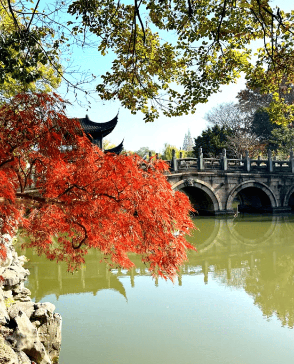 全网刷屏!“银杏伞”突然火了!网友:不建议推广,因为我没有