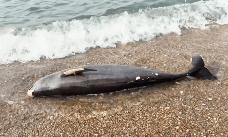 女大学生在大连海边拍摄素材,却意外发现已死亡的它