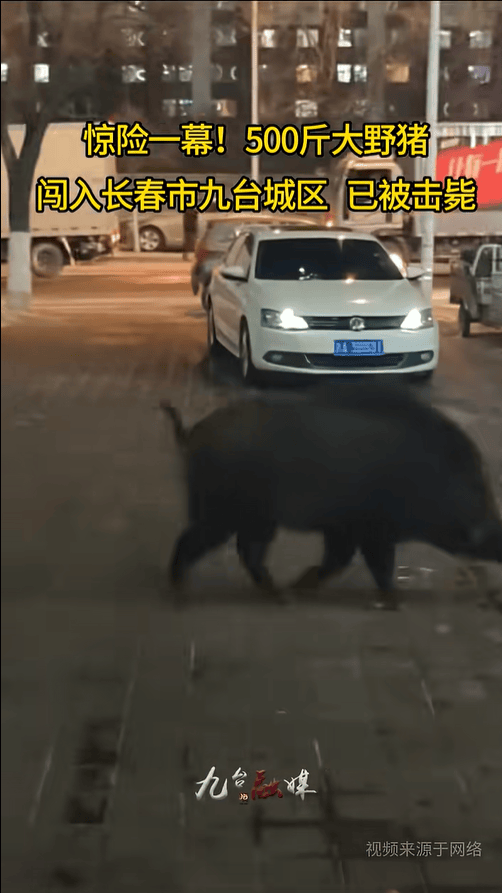 长春街头500斤大野猪乱窜，还顺便逛了超市和加油站，当地回应：没伤到人，已击毙