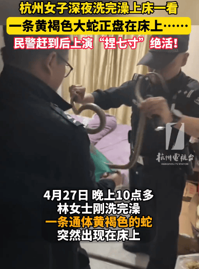 杭州女子洗澡后准备睡觉，床上突现1米多长蛇，民警捏住“七寸”将其擒获，后带至附近农田放生