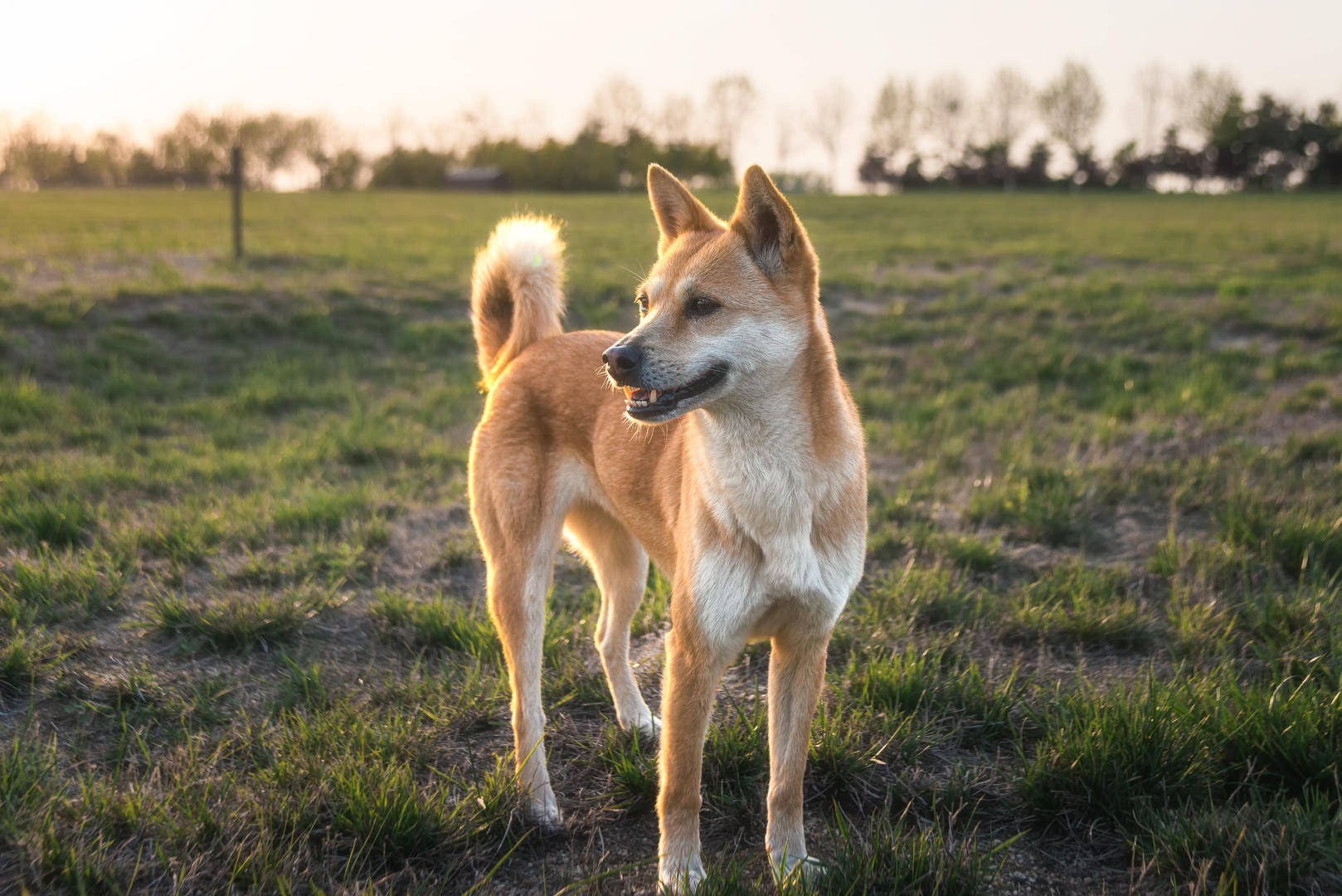 业主遭未拴绳宠物犬咬伤 狗主人拒赔被起诉，抗辩称伤者自行就医扩大损失 法院判了